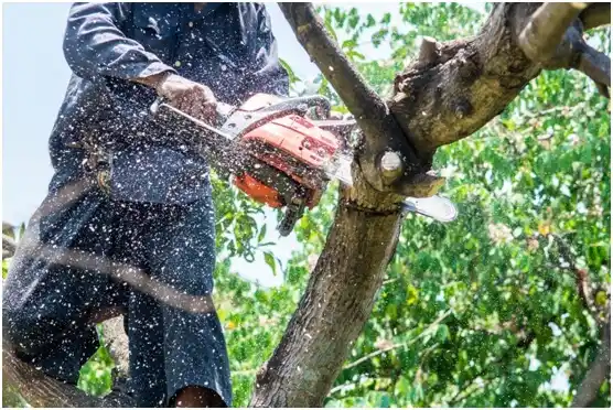 tree services Newtown